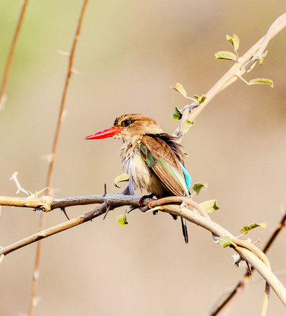 White-throated Kingfisher, Halcyon leucophrys, single bird on branch, South Africaの写真素材