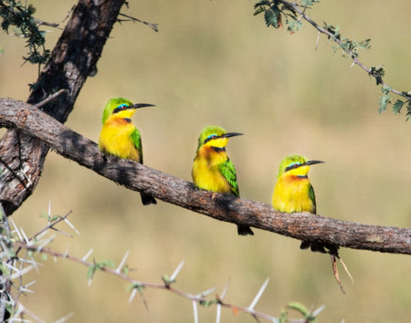 Group of Bee-Eater birds sitting on a branch in Chobe National Park, Botswana, Africa