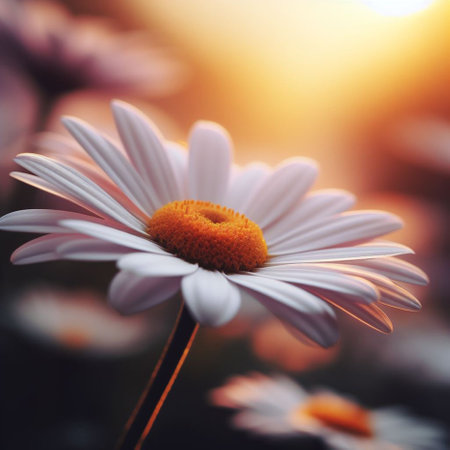 Beautiful daisy flower in the garden at sunset. Nature backgroundの素材