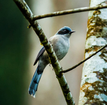 closeup shot of a beautiful bird on a branch in the forestの写真素材