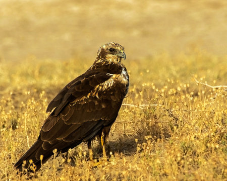 Common buzzard, Buteo buteo, single bird on grass, South Africa