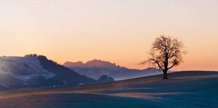 Sunset in the swiss alps with a lonely tree in the foregroundの写真素材