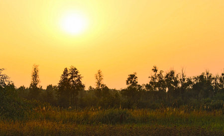 Sunset in the field with trees and grass, closeup of photoの写真素材