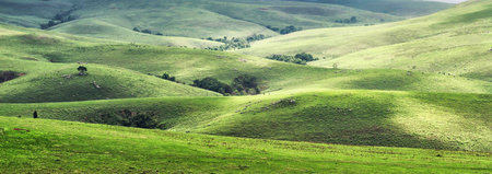 panoramic view of green grassy hills in California, USA