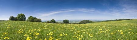 Big wide lush green meadow carpeted in fresh buttercups.の写真素材