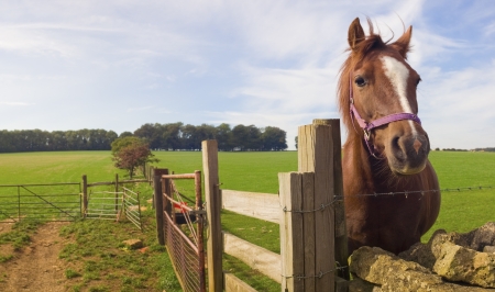 Healthy horse staring directly at the camera, sharp focus on the eyes.