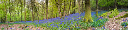 Magical green forest and sunlit wild bluebell flowers.の写真素材