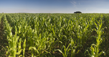 Fresh green corn crops growing in warm summer sun.の写真素材