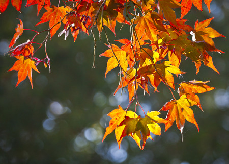 Japanese leaves revealing the beautiful autumnal colours of the changing seasons.
