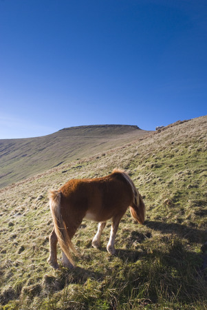 Wild horses and mountain scenic の写真素材