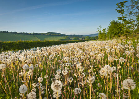 Pretty dandelion field and idyllic rural farmland in the distance の写真素材