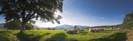 Healthy livestock enjoying the early morning sunlight, dry stone wall and gently rolling mountains in the background, Lake District, UKの写真素材