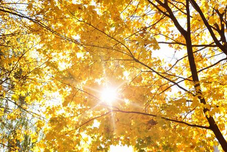 The autumn topic, the sun shine through yellow leaves of tree.
