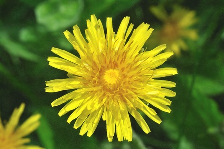Wild plant â€“the yellow flower of dandelion against dark background 