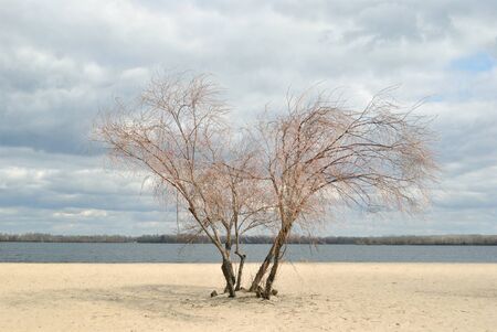 Lonely tree on the sand riversideの写真素材