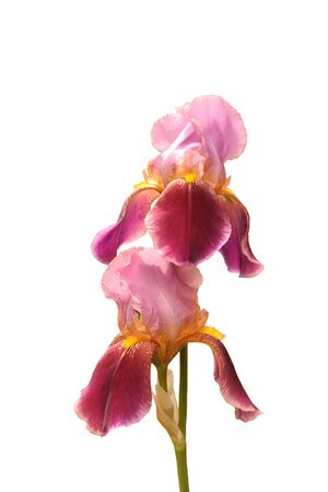 The flowers of iris against white backgroundの写真素材