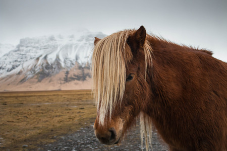 Iceland horse pony white mane brown fur closeupの写真素材