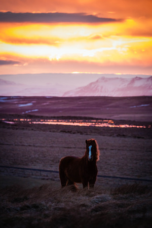 Iceland horse pony on a meadow at sunrise in winter with mountains and a riverの写真素材