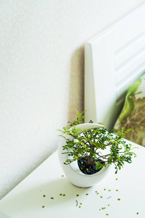 Bonsai is green, stands on a bedside table near the bed. Pot with a plant. Bonsaiの写真素材