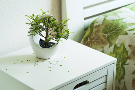 Bonsai is green, stands on a bedside table near the bed. Pot with a plant. Bonsaiの写真素材