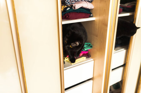 Black cat of breed scottish straigth with eyes of amber colorの写真素材