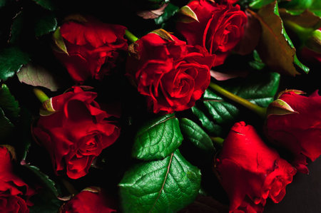 Red rose closeup on black background wallpaperの写真素材