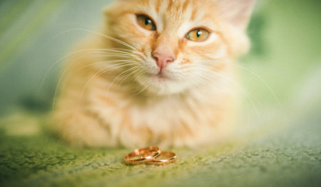 Funny elegant pretty red short-haired cat with luxury wedding rings on headの写真素材