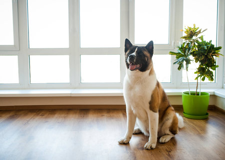 Amazing american akita dog posing. Old big akita boy.の写真素材