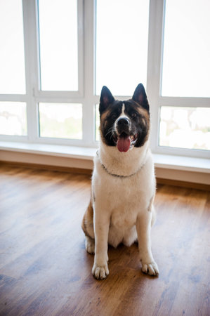 Amazing american akita dog posing. Old big akita boy.の写真素材