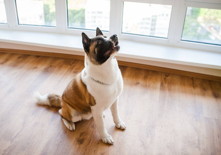 Amazing american akita dog posing. Old big akita boy.の写真素材