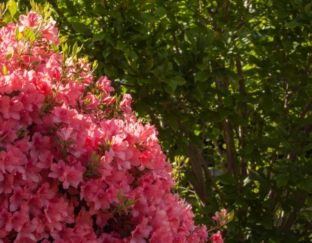 Azaleaの写真素材