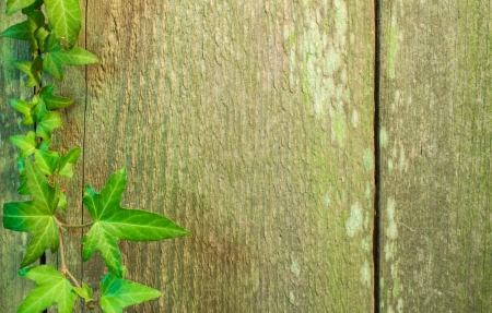 wood message board with ivyの写真素材