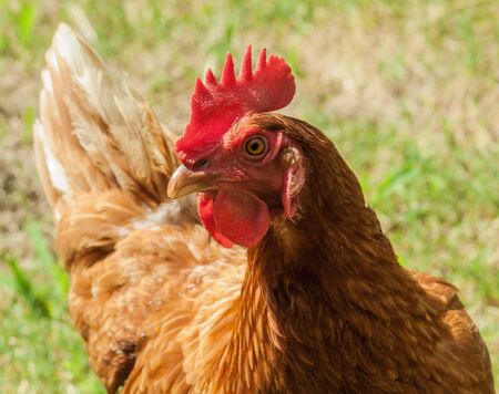 Chickenの写真素材