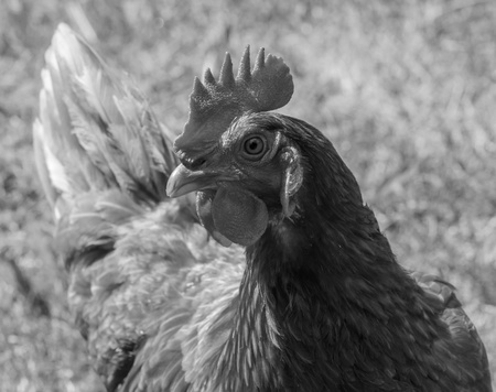 Chickenの写真素材