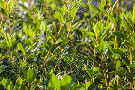 spelling spider web in azalia bushesの写真素材