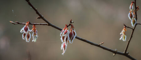 spring blooms at creeksideの写真素材