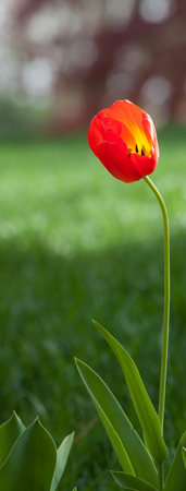 Spring Flowers and growth in Georgiaの写真素材