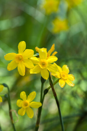 Spring Flowers and growth in Georgiaの写真素材