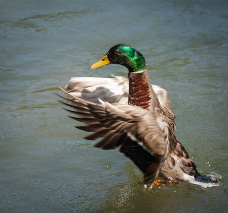 Mallard duck stretching its wingsの写真素材