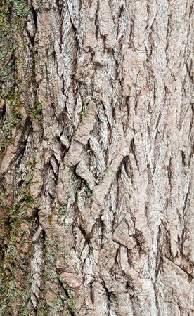 Wood and tree texture