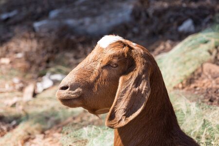 Goats at rest in evening sun.の写真素材