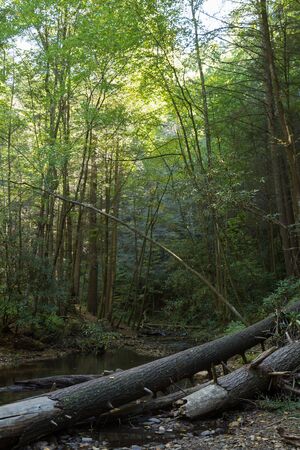 North Georgia Dukes creek in the fallの写真素材