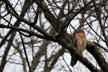 Juvenile redtail hawk in an afternoon winter rainの写真素材