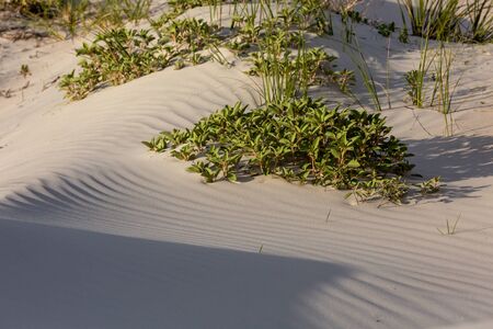 Natural beach sand and dunes on the Georgia coast Golden Islesの写真素材