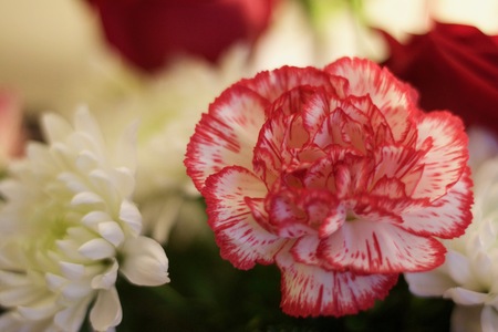 Interior up close shallow depth of field stock photo of red flower in foreground with white flowers in background,の写真素材