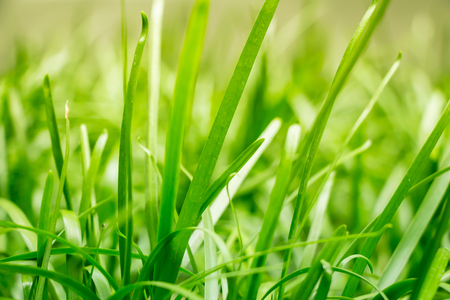 Tranquil fresh grass under rays of evening sun. This grass represents zen and spirituality, warm, clean, and pure light. The life force of planet earth is a powerful concept of nature.の写真素材