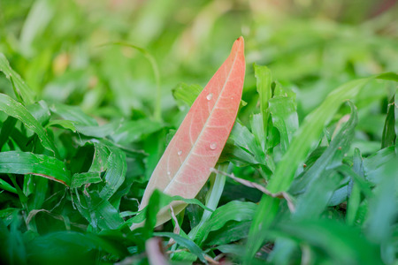 A leaf resting on the top of some fresh grass shows the ultimate tranquility of mother nature and...