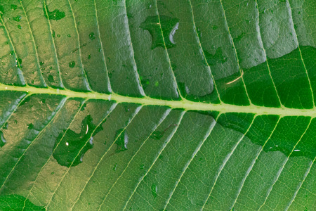Jungle greenery large leaf in a macro closeup shot showing water droplets sitting on a waxy leaf, repelling water.の写真素材
