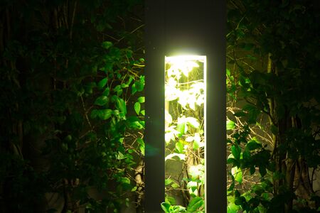 Outdoor mood lighting in the evening with bright and beautiful rectangular lamp casting light and shadows onto a hedge row at night.  Represents peace and balance.の写真素材