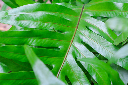 This jungle greenery is a plant that is used for good design in a home garden and for bringing more...